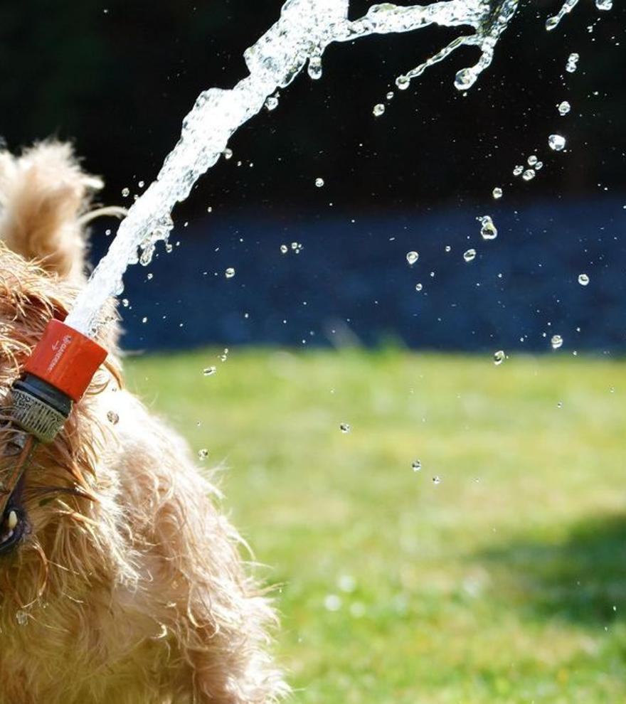 ¿Cómo evitar el golpe de calor en perros?