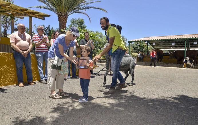 ARUCAS GRAN CANARIA A 28/05/2017 Entrega de premios concurso de ganado del Cabildo de Gran Canaria. FOTO: J.PÉREZ CURBELO