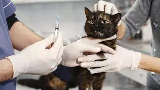 ¿Puedes incluir los gastos de tu mascota en la renta? Esto dice un experto fiscal