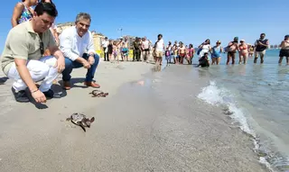 Liberan 30 ejemplares de tortuga boba en La Manga