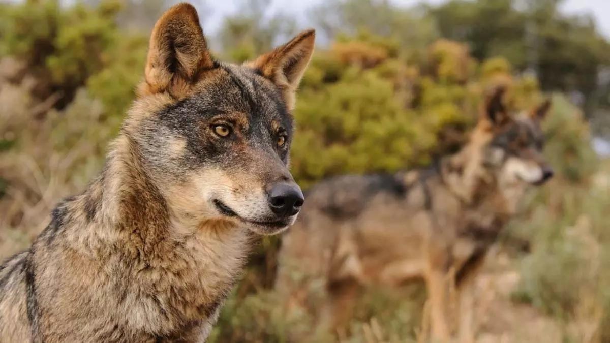 lobo iberico en una imagen de archivo.