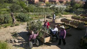 Usuarios del huerto comunitario de inclusión social de Can Pinyol, en Sant Boi.