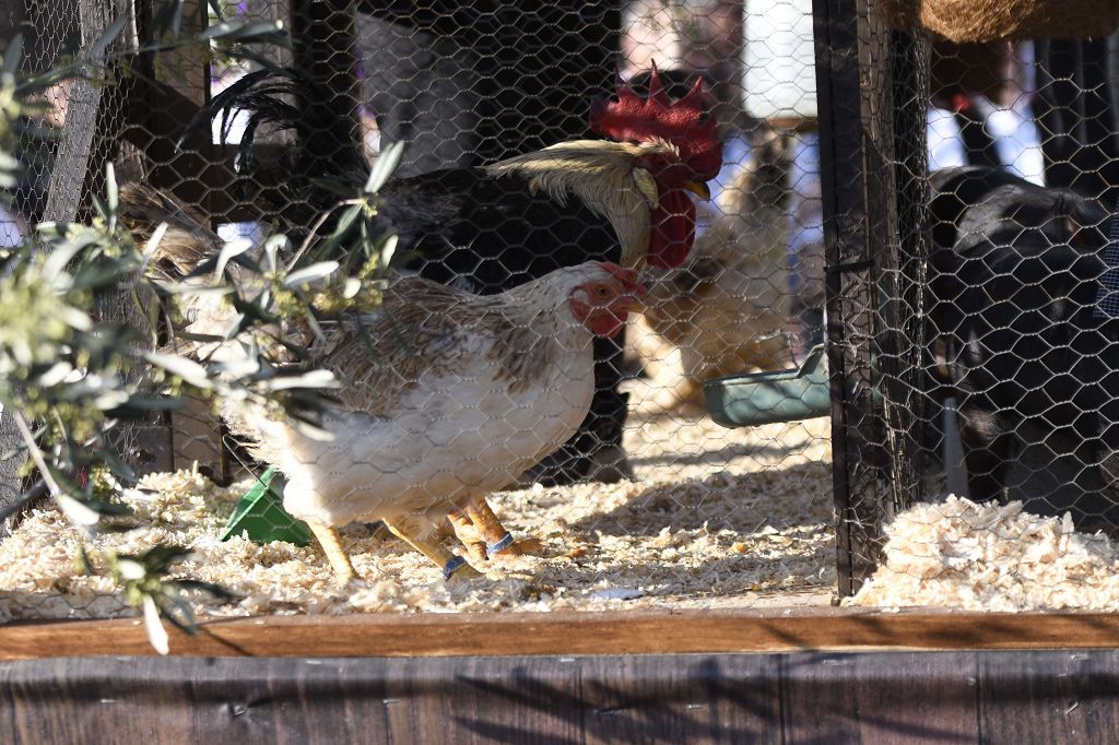 Las mejores imágenes del desfile del Bando de la Huerta de Murcia 2025 (I)
