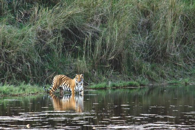 Chitwan, la selva del Himalaya