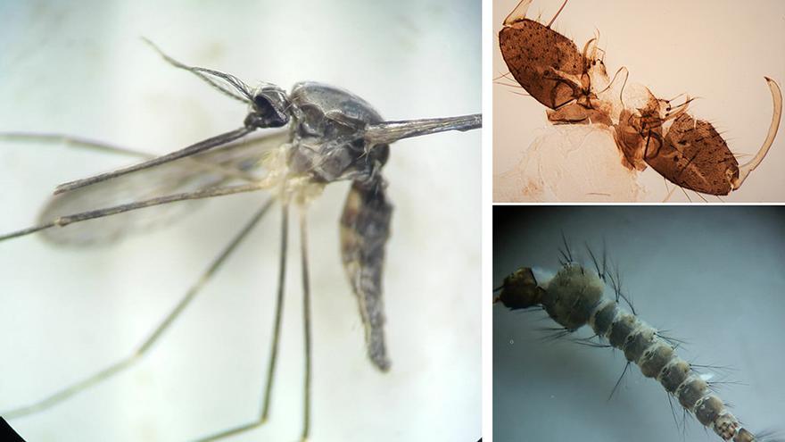 Biólogos hallan por primera vez en Galicia dos mosquitos que transmiten malaria y virus del Nilo