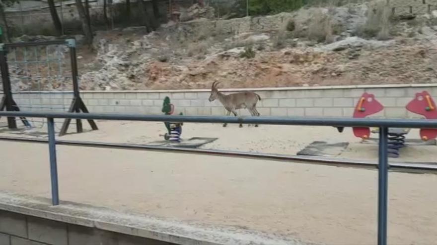 Unas cabras montesas se cuelan en el patio de un colegio de Antella