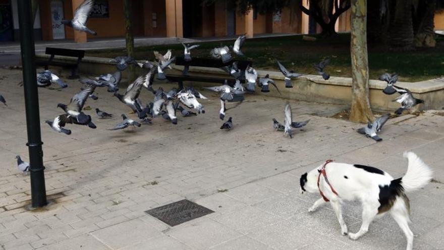 El Ayuntamiento de Zaragoza captura 1.500 palomas y recibe 71 quejas ciudadanas en cuatro meses