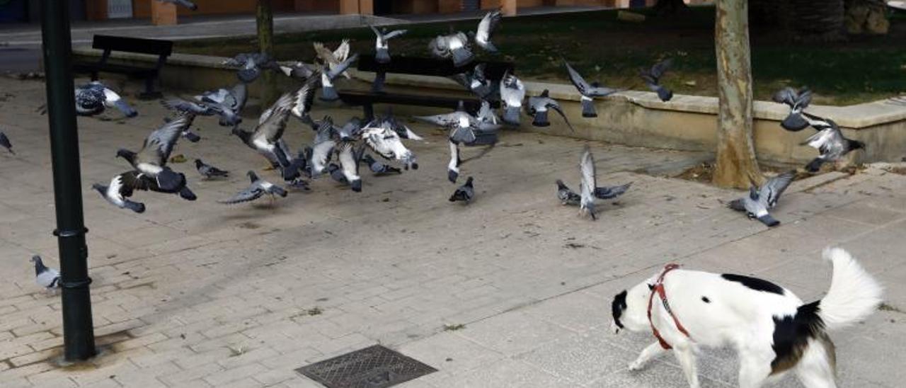Un perro se entretiene encorriendo a las palomas de una plaza de Zaragoza.  | JAIME GALINDO
