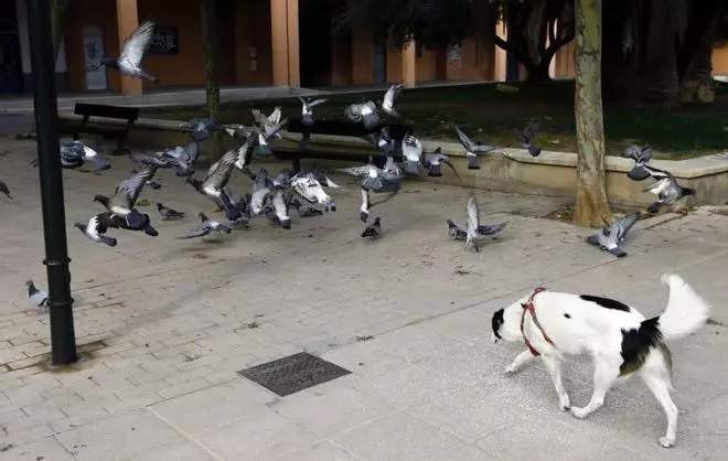 El Ayuntamiento de Zaragoza captura 1.500 palomas y recibe 71 quejas ciudadanas en cuatro meses
