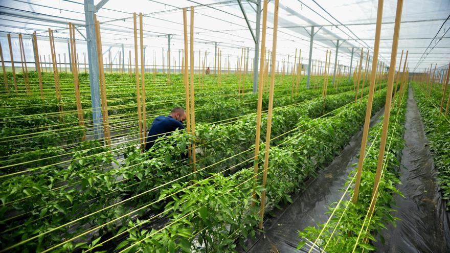 Calma tensa en la huerta de O Salnés