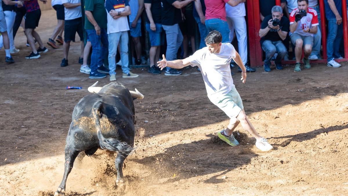 Último día de toros en las pasadas fiestas de Santa Quiteria en Almassora.