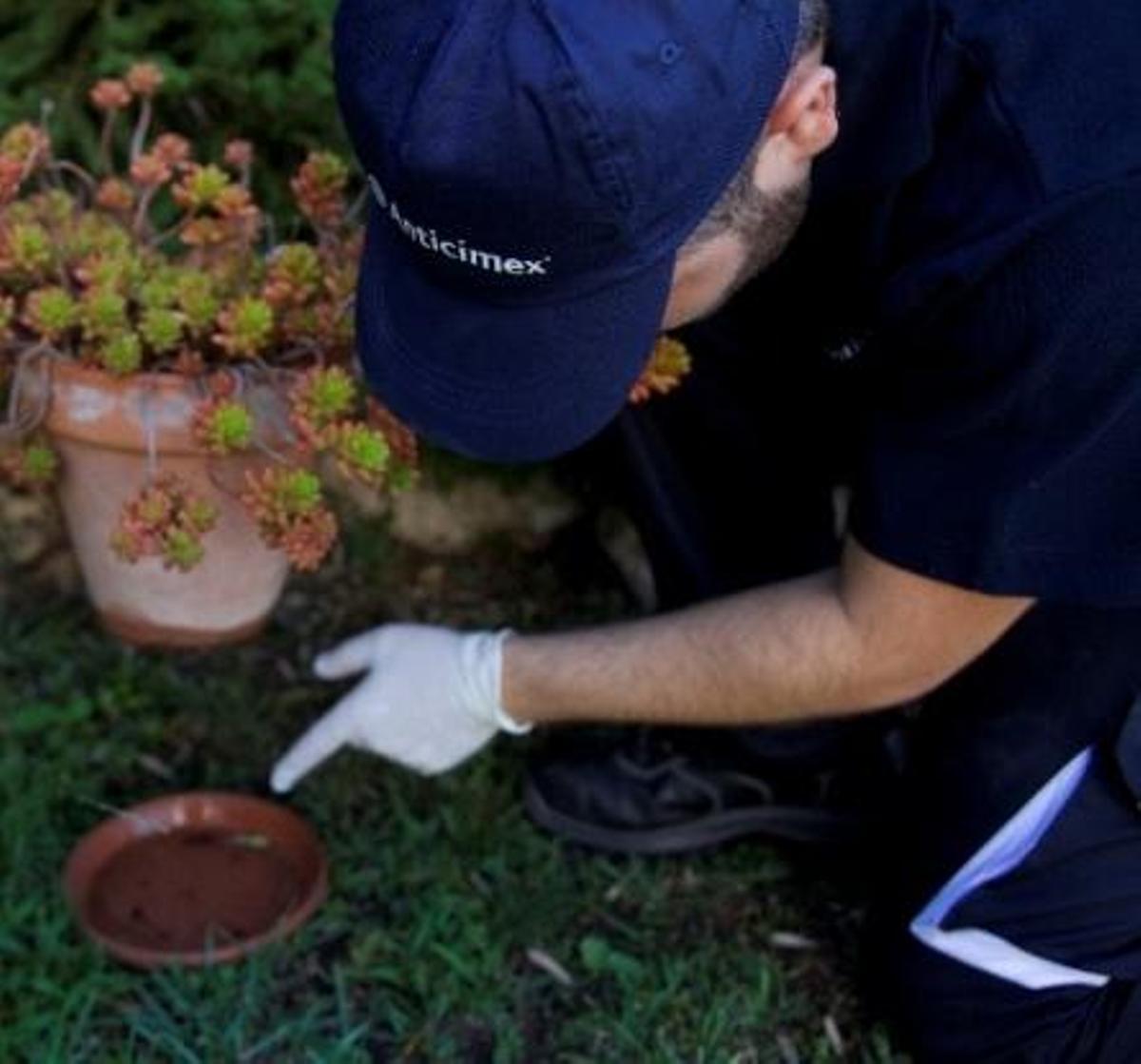 Anticimex trabaja en el tratamiento de las plagas urbanas