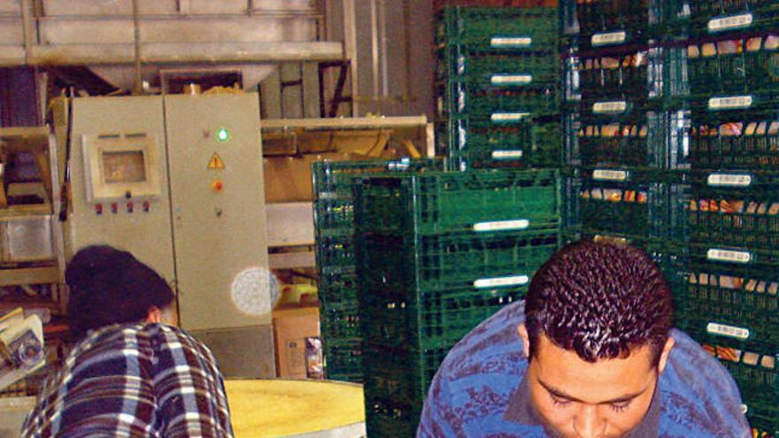 Dos operarios empaquetan patatas en un almacén de sa Pobla.
