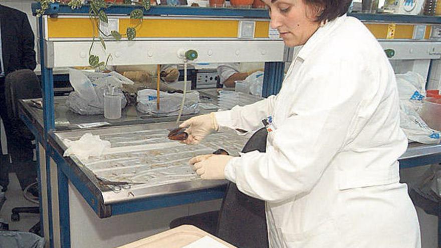 Selección de mejillones en los laboratorios de Intecmar.  //  Iñaki Abella