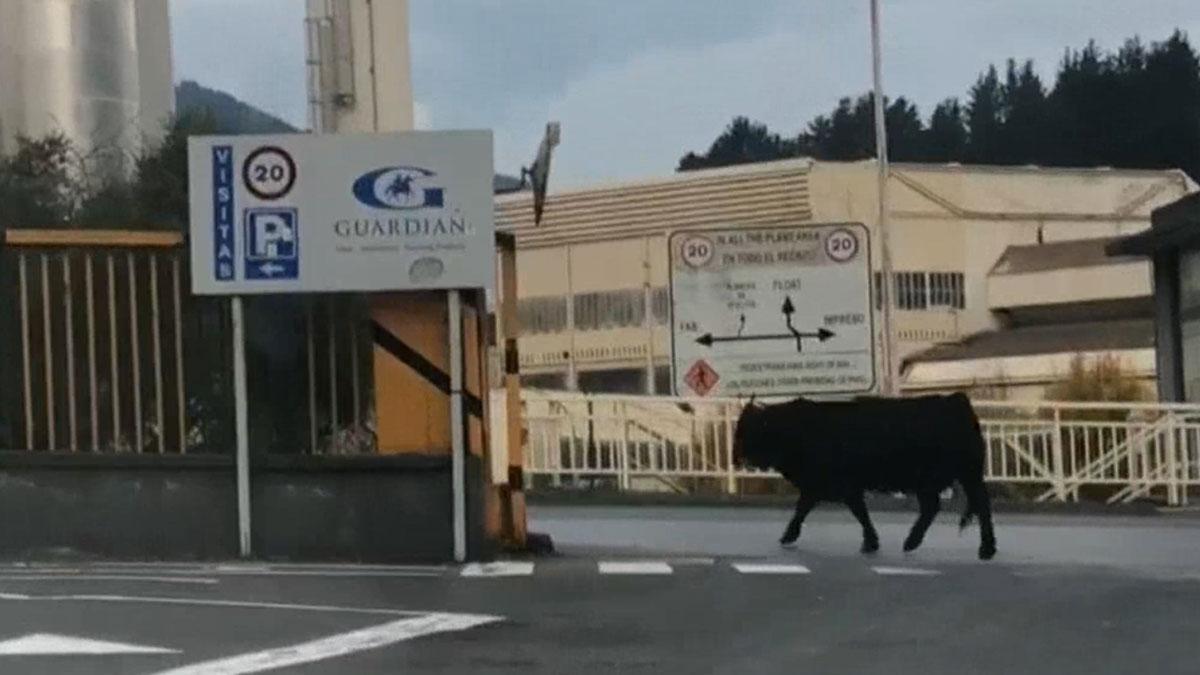 Un buey se escapa del matadero de Llodio y entra en una empresa