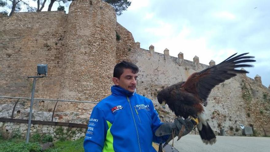 El cetrero de Aspe Isaac Gómez y su águila de Harris, esta mañana, en el castillo de Dénia.  | A. P. F.