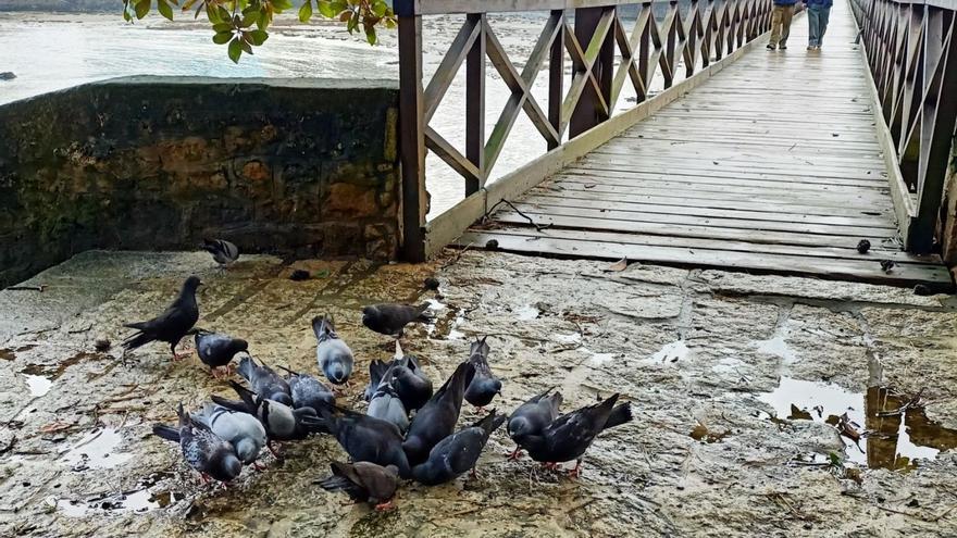 Palomas que viven en el palomar subterráneo del castillo, comiendo lo que les dan los visitantes. |   // I.R.