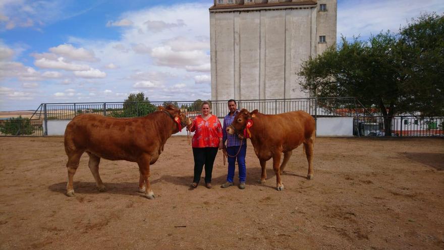Las vacas ‘limusín’ de la ganadería mellariense Fuente de Miel, entre las 100 mejores de España