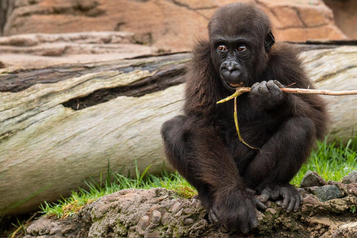 En los BIOPARC es posible contemplar a chimpancés, gorilas y orangutanes.