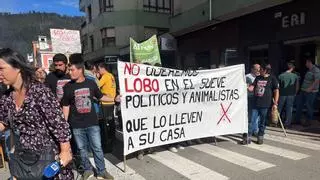La indignación ganadera por los ataques del lobo estalla en Infiesto entre petardos y cencerros: "Es un auténtico desastre"