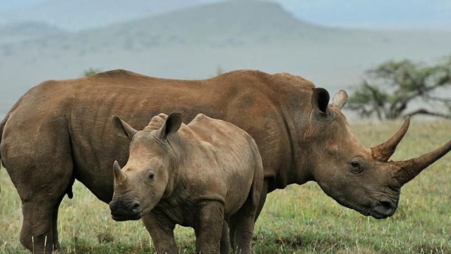 Cría de rinoceronte con su madre