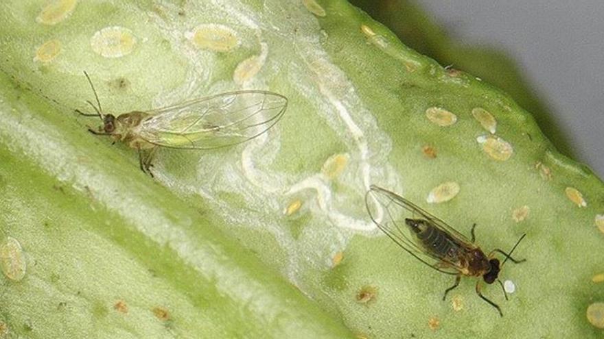 Un proyecto busca controlar un insecto que daña gravemente los cítricos