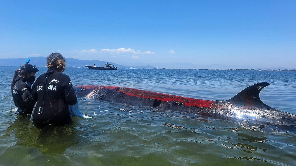 Una ballena rorcual de unos ocho metros queda varada en la bahía de los Alfacs, en el delta del Ebro