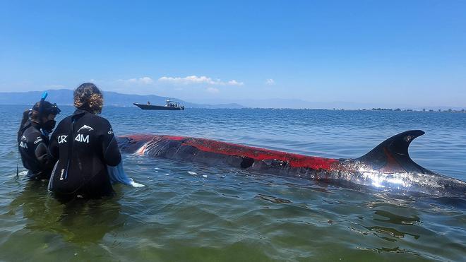 Vídeo  Una ballena rorcual de ocho metros queda varada en el delta del Ebre