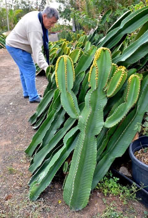 01/03/2019 MONTAÑA LOS VELEZ, AGÜIMES. Plantas para exportación de Viveros El Rosal. SANTI BLANCO