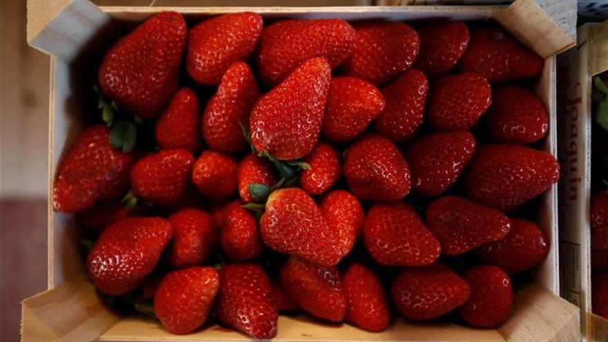 Intervenidas 96 cajas de fresas que se vendían desde una furgoneta en Alcolea