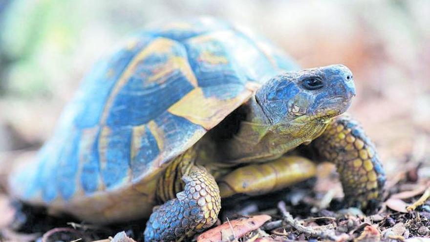 No todas las tortugas cruzan océanos