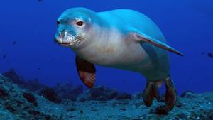 Matan de un arponazo a la foca monje más emblemática del Mediterráneo