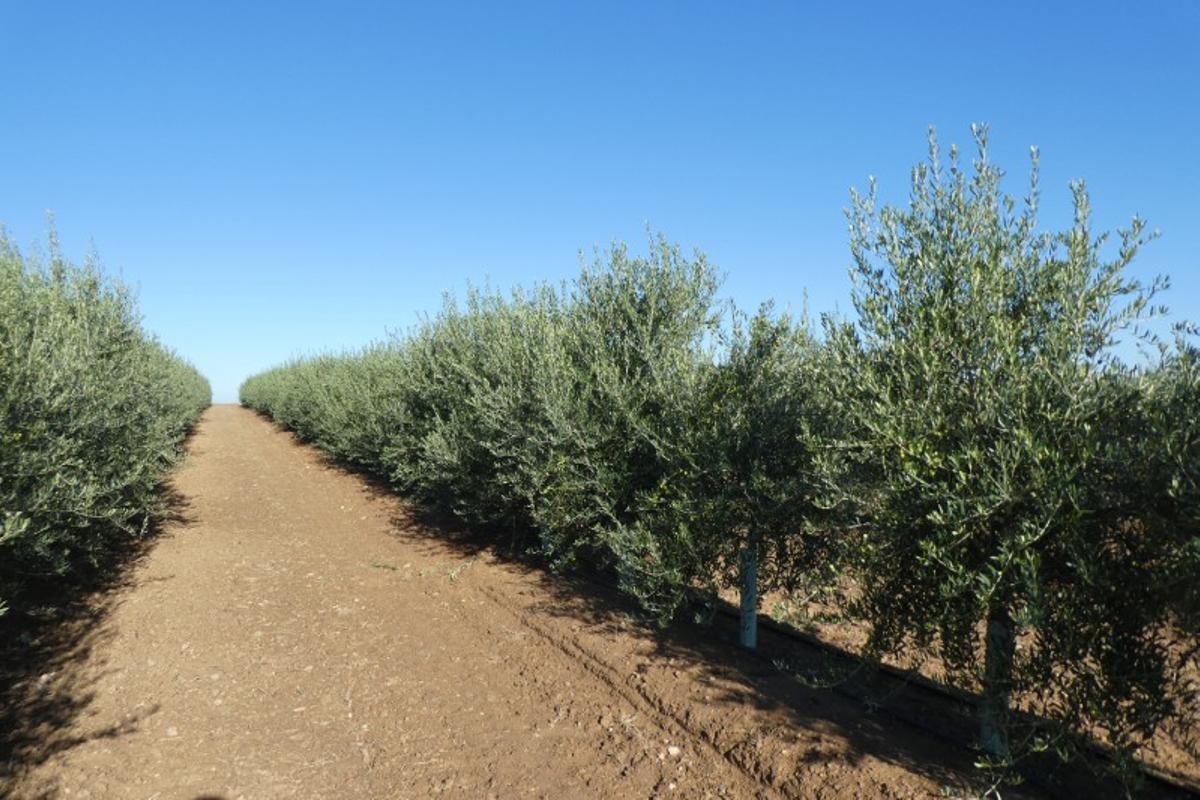 Sikitita es una de las variedades patentadas por la Universidad de Córdoba.
