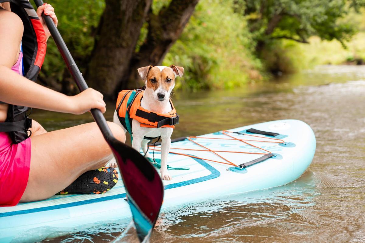 Una de las actividades con tu perro será el Paddle Surf.