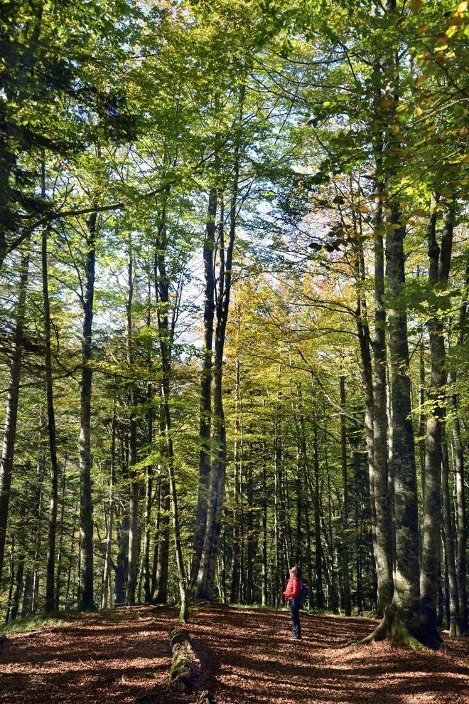 Selva de Irati, Navarra