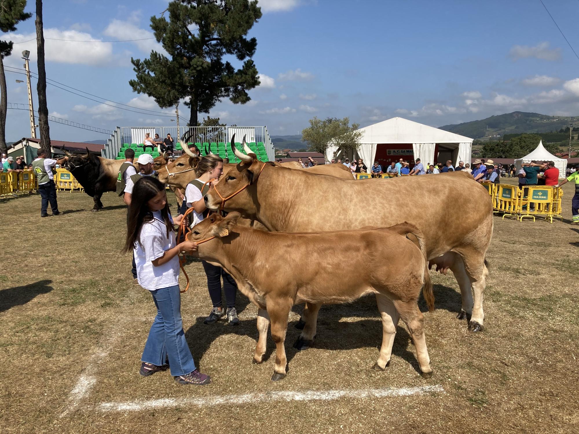 El concurso de ganado de Llanera fue todo un éxito: aquí tienes algunas de las reses ganadoras