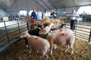 La Feria del Pastoreo de Villaralto, en imágenes