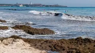 Avanza imparable el alga asiática en las playas españolas: “Destruye todo lo que encuentra”