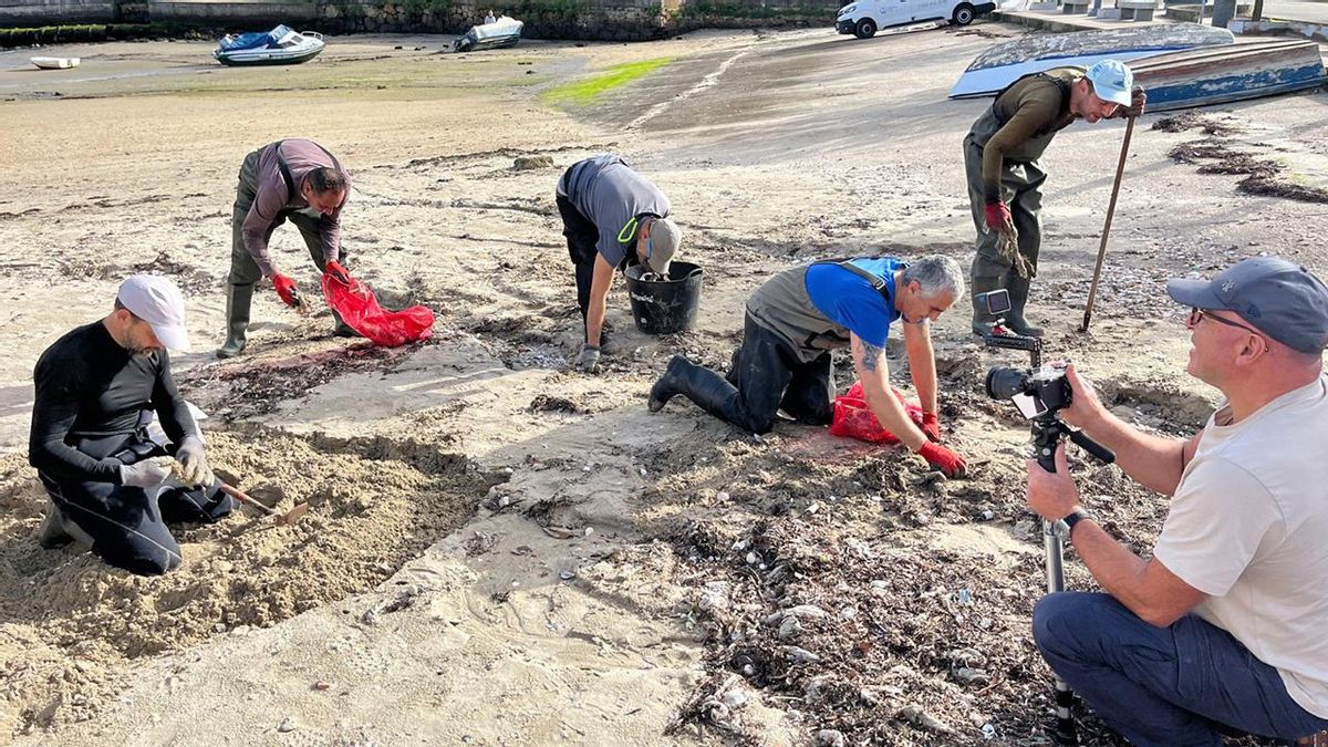 «Sacamos toneladas de toallitas de la zona de Ríos en la ETEA, Vigo», asegura el patrón mayor de la Cofradía San Francisco de Vigo y mariscador, Iago Soto. Luego, las llevan a contenedores del Puerto. Esta colaboración cuenta con fondos europeos. «Es el residuo más habitual en algunas zonas y las encontramos desde que comenzamos a limpiar en 2020», explica. Una centolla que llevaron a vender a la lonja a Canido con una toallita en el caparazón, como camuflaje, es una de las anécdotas más preocupantes.