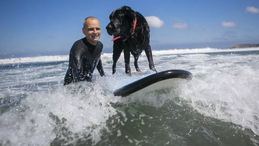 Así surfean los perros en la playa de Salinas