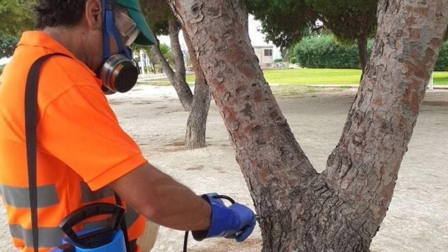 Catarroja inicia los trabajos para prevenir la procesionaria del pino