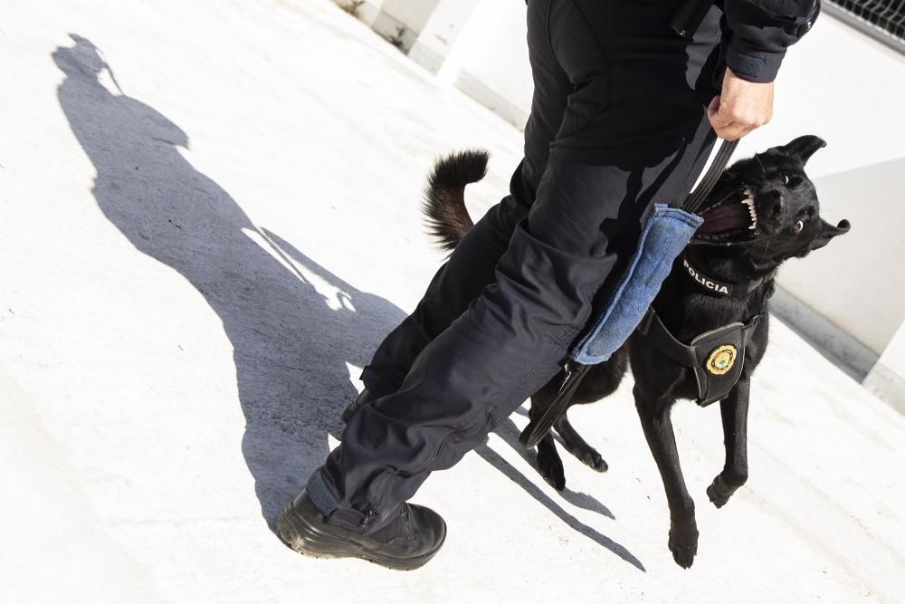 La Unitat Canina de la Policia Local de Lloret de Mar, en acció