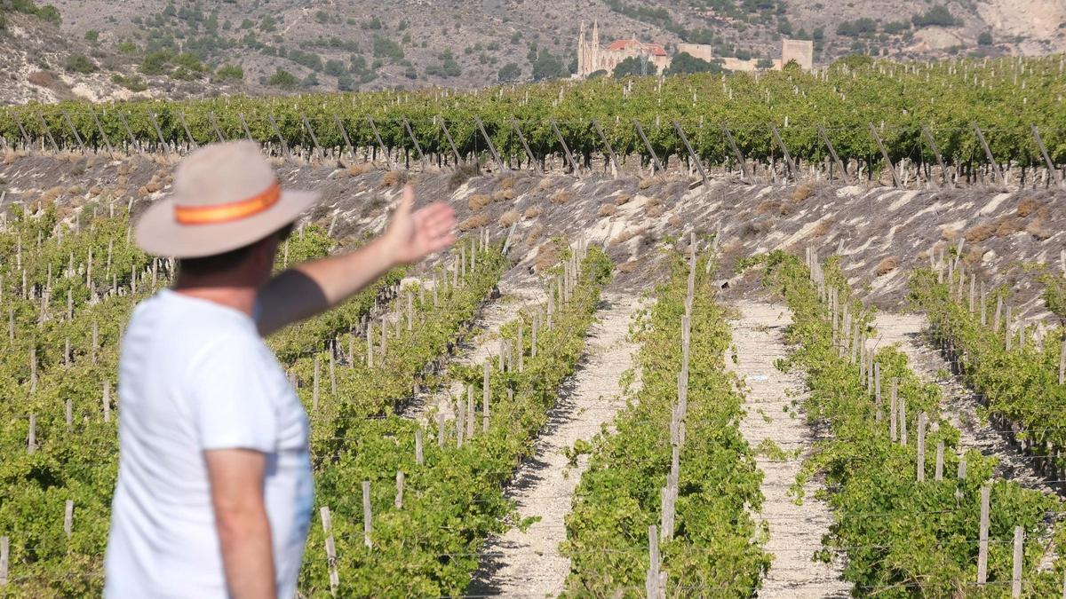 Un agricultor señala su viñedo, uno de los cultivos afectados por la sequía en Alicante.