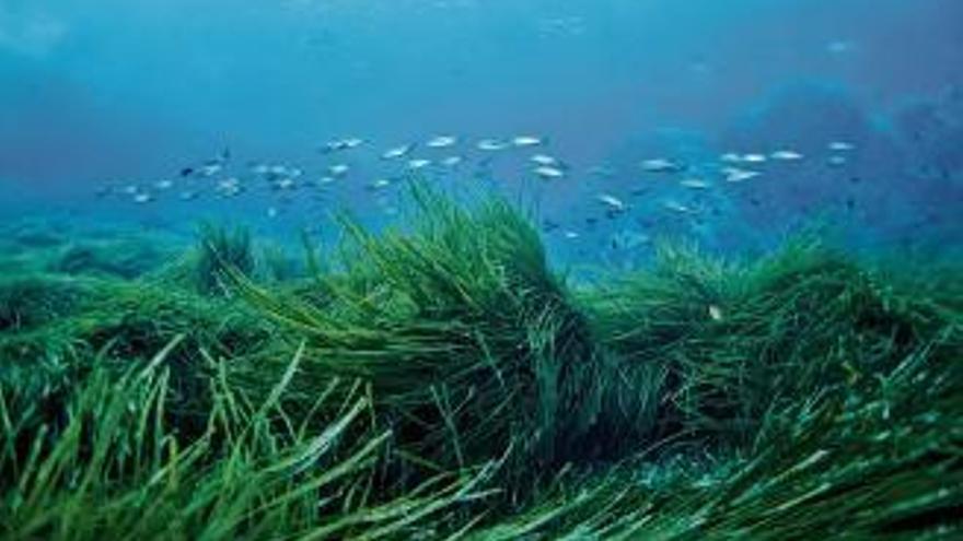 Imagen de archivo de una pradera de posidonia.