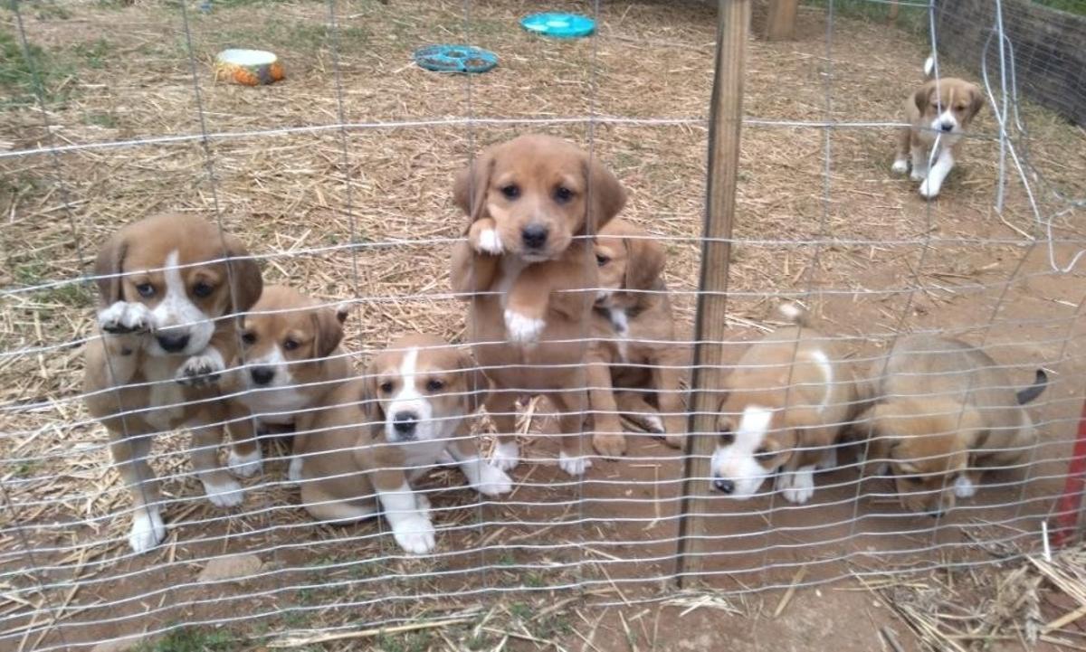 Cachorros de la raza Beagle