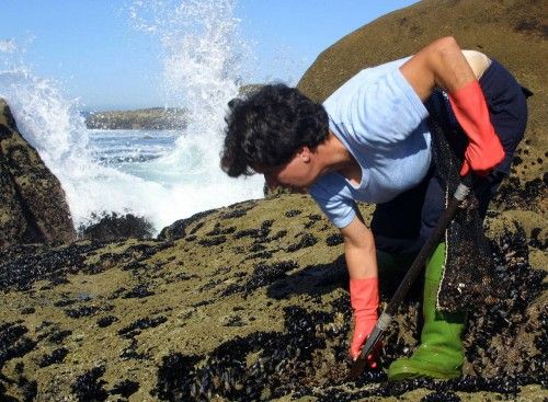 LOS PERCEBEIROS VUELVEN A FAENAR