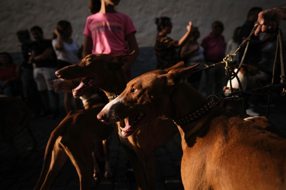 Noche de los Burros en La Laguna, julio de 2022 Noche de los Burros en La Laguna, julio de 2022