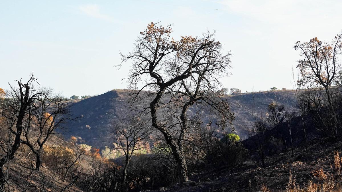 La zona cero del peor incendio de la historia de Andalucía, en imágenes