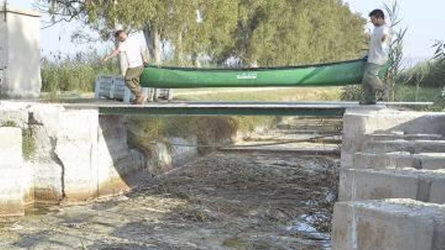 Peces muertos en las inmediaciones del canal principal de Riegos de Levante.