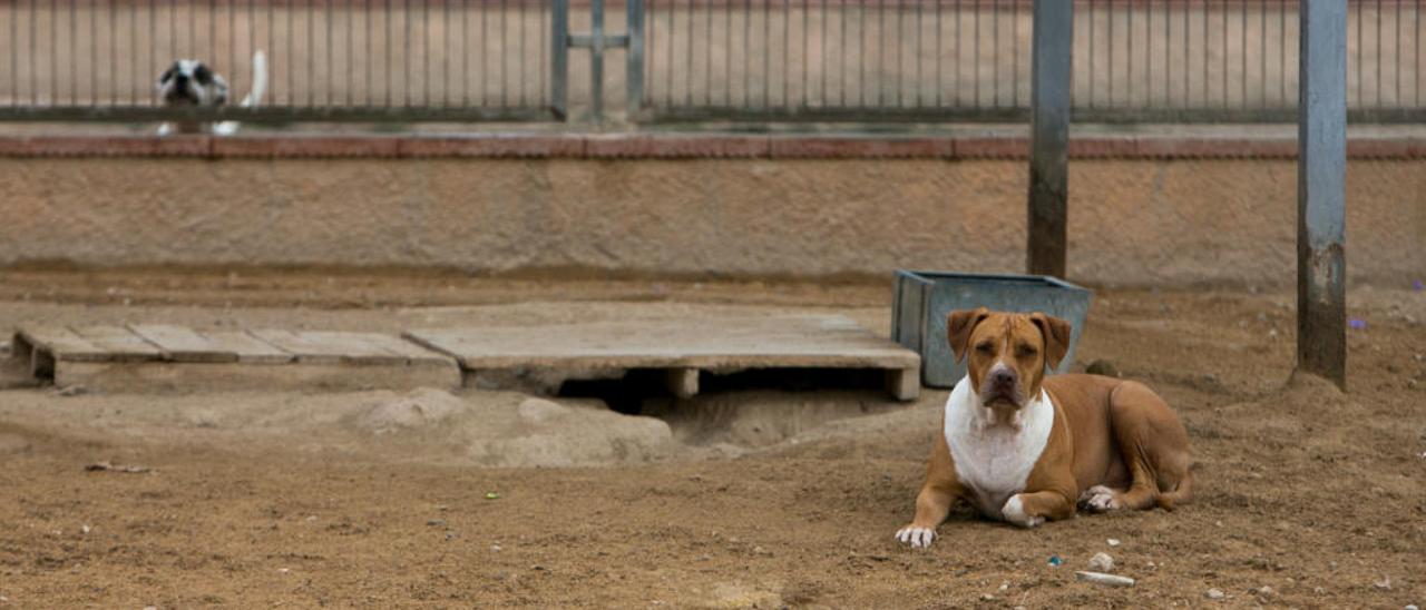 Un perro, en la Protectora de Animales de Alicante.